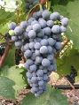 176-agiorgitiko nemea