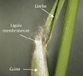 Gaine, ligule et limbe du switchgrass.