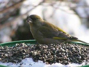 Image oiseau bioagresseur .jpg