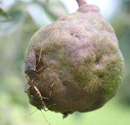 Dégâts de la punaise diabolique sur poire