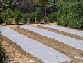 Exemple de la solarisation
