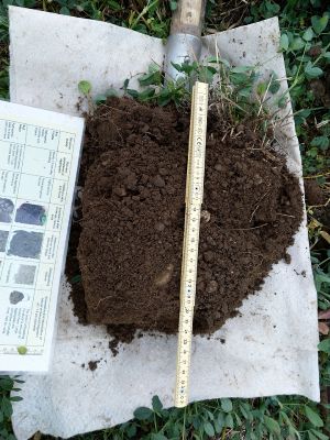 SQ1 - taille des mottes.jpg