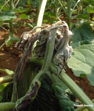 TRN ScléroBouton 2-nécrose-min.jpg