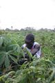 MamadouDiagne Manioc.jpg