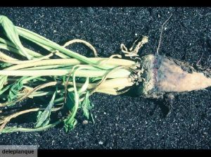 Maladies-Rhizoctone V plante entiere Ephytia-INRAE-1.jpg