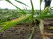 Maladies-Rhynchosporiose pieds KWS.jpg