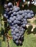 Mourvedre n grappe .jpg