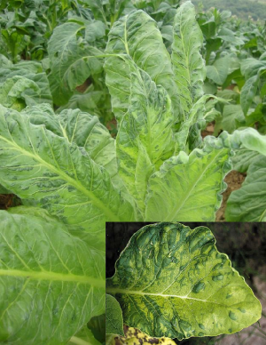 Virose-TMV plants Ephytia-INRAE.JPG.png