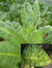 Virose-TMV plants Ephytia-INRAE.JPG.png