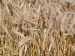 Image triticale hiver.jpg