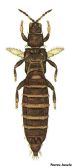 Ravageur-Thrips 3 Terres-Inovia-459x1024.jpg