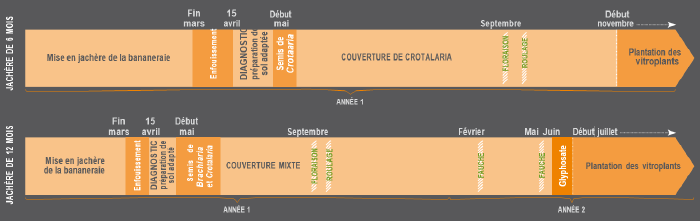 Calendrier des opérations Crotalaire.png