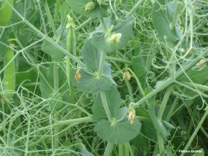 PO Cécidomyie 2-avortement-fleur-min.jpg
