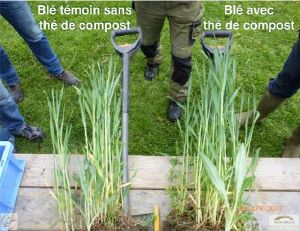 Illustration thé de compost.jpeg