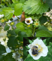 Bourdon sur fleur
