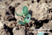 0601 Altise plantule YBallanger.png