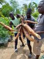MamadouDiagne RacinesManioc.jpg