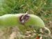 Maladie-Botrytis gousses Terres-Inovia.jpg