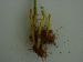 Adventices-Orobanche émergence Photochanvre-ITC.jpg