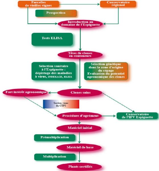 Fichier:SelectionClonale Etapes.jpg