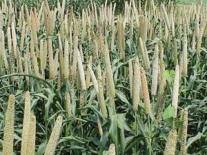 Image millet.jpg