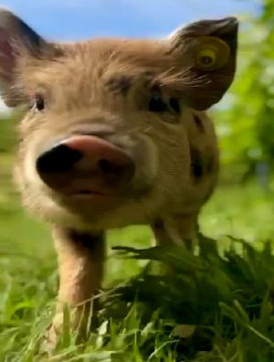 Masse PaturageCochons.jpg