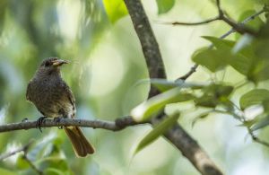 Image oiseau insectivore.jpg