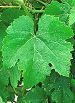 Moschofilero fe 1 pl-40ntgrape.jpg