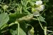 Maladies-Botrytis feuille pois Terres-Inovia.jpg