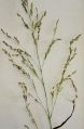 Inflorescence de switchgrass.