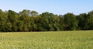 Paysage Schreier.jpeg