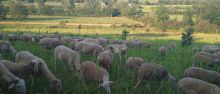 Cabrol BrebisMobGrazing.jpg