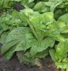 Image endive.jpg